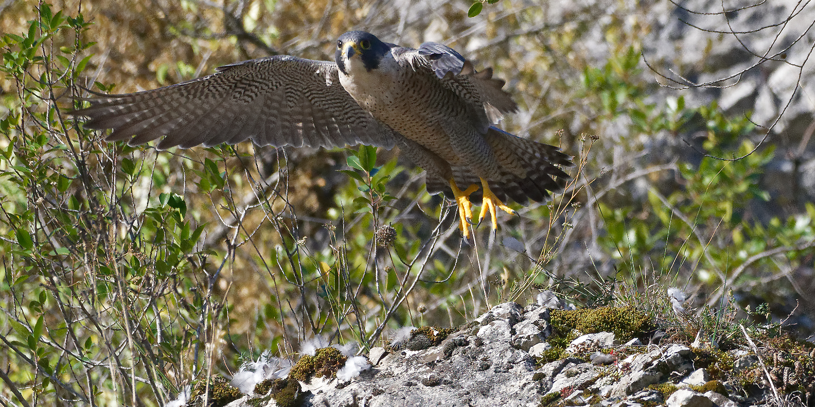 Faucon pèlerin_Alain Fouclet